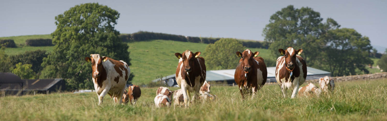 Bus_Engeland_Header Zweden