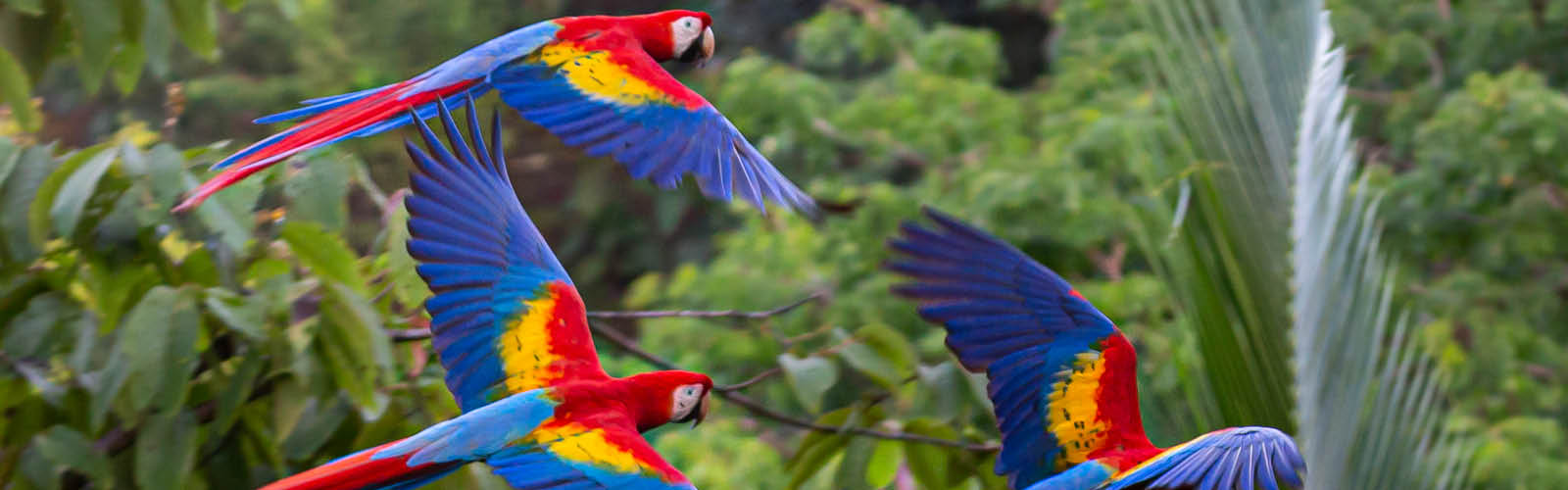 CostaRica_Header Zweden